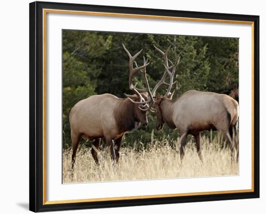 Two Bull Elk (Cervus Canadensis) Sparring During the Rut, Jasper National Park, Alberta, Canada-James Hager-Framed Photographic Print