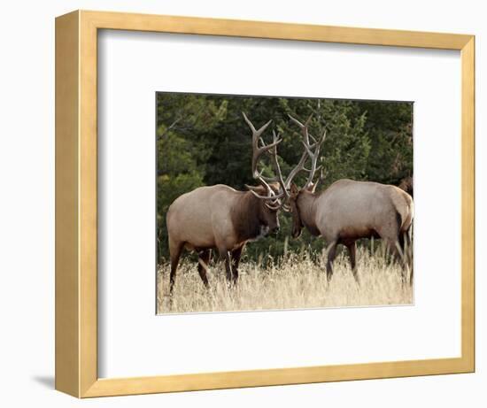 Two Bull Elk (Cervus Canadensis) Sparring During the Rut, Jasper National Park, Alberta, Canada-James Hager-Framed Photographic Print