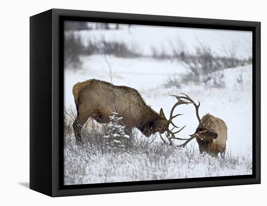 Two Bull Elk (Cervus Canadensis) Sparring in the Snow, Jasper National Park, Alberta, Canada-James Hager-Framed Premier Image Canvas