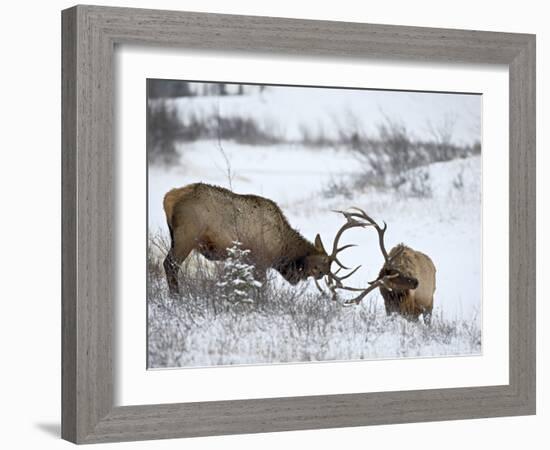 Two Bull Elk (Cervus Canadensis) Sparring in the Snow, Jasper National Park, Alberta, Canada-James Hager-Framed Photographic Print