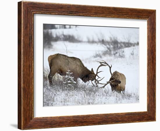 Two Bull Elk (Cervus Canadensis) Sparring in the Snow, Jasper National Park, Alberta, Canada-James Hager-Framed Photographic Print