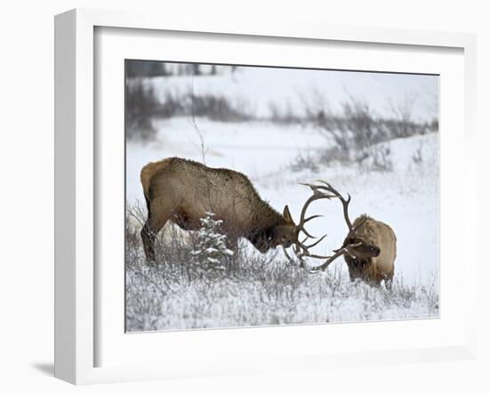 Two Bull Elk (Cervus Canadensis) Sparring in the Snow, Jasper National Park, Alberta, Canada-James Hager-Framed Photographic Print