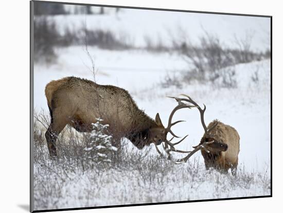 Two Bull Elk (Cervus Canadensis) Sparring in the Snow, Jasper National Park, Alberta, Canada-James Hager-Mounted Photographic Print