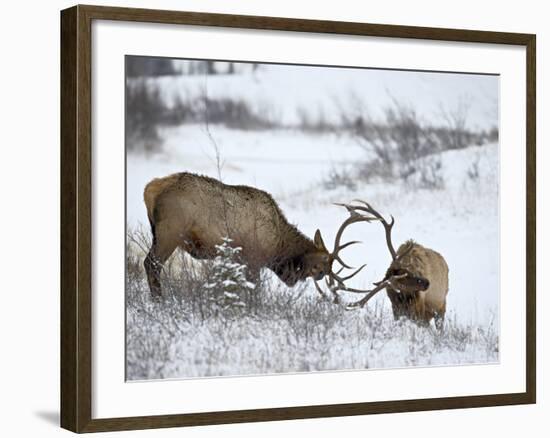 Two Bull Elk (Cervus Canadensis) Sparring in the Snow, Jasper National Park, Alberta, Canada-James Hager-Framed Photographic Print