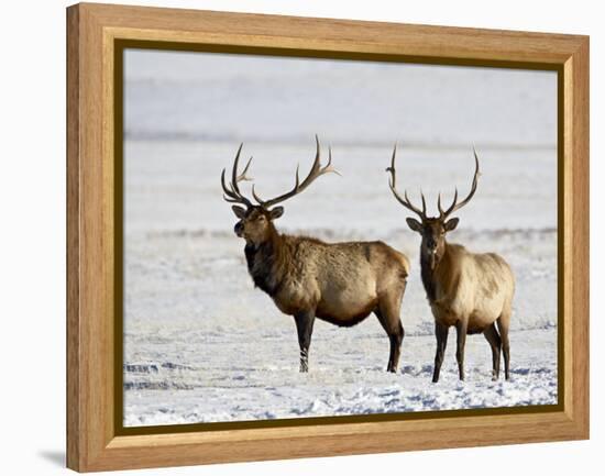 Two Bull Elk in the Snow, National Elk Refuge, Jackson, Wyoming, USA-James Hager-Framed Premier Image Canvas