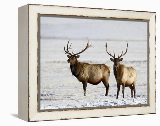 Two Bull Elk in the Snow, National Elk Refuge, Jackson, Wyoming, USA-James Hager-Framed Premier Image Canvas