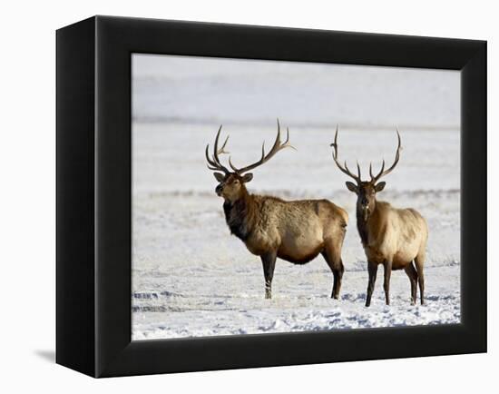 Two Bull Elk in the Snow, National Elk Refuge, Jackson, Wyoming, USA-James Hager-Framed Premier Image Canvas