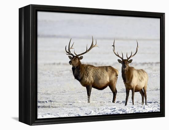 Two Bull Elk in the Snow, National Elk Refuge, Jackson, Wyoming, USA-James Hager-Framed Premier Image Canvas