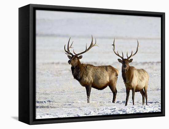 Two Bull Elk in the Snow, National Elk Refuge, Jackson, Wyoming, USA-James Hager-Framed Premier Image Canvas