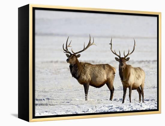 Two Bull Elk in the Snow, National Elk Refuge, Jackson, Wyoming, USA-James Hager-Framed Premier Image Canvas
