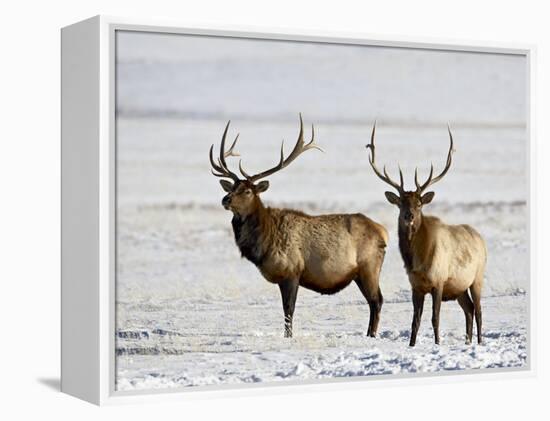 Two Bull Elk in the Snow, National Elk Refuge, Jackson, Wyoming, USA-James Hager-Framed Premier Image Canvas