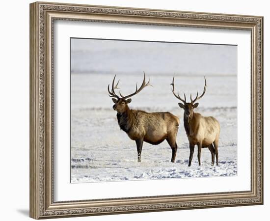 Two Bull Elk in the Snow, National Elk Refuge, Jackson, Wyoming, USA-James Hager-Framed Photographic Print