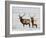 Two Bull Elk in the Snow, National Elk Refuge, Jackson, Wyoming, USA-James Hager-Framed Photographic Print