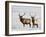 Two Bull Elk in the Snow, National Elk Refuge, Jackson, Wyoming, USA-James Hager-Framed Photographic Print