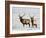 Two Bull Elk in the Snow, National Elk Refuge, Jackson, Wyoming, USA-James Hager-Framed Photographic Print