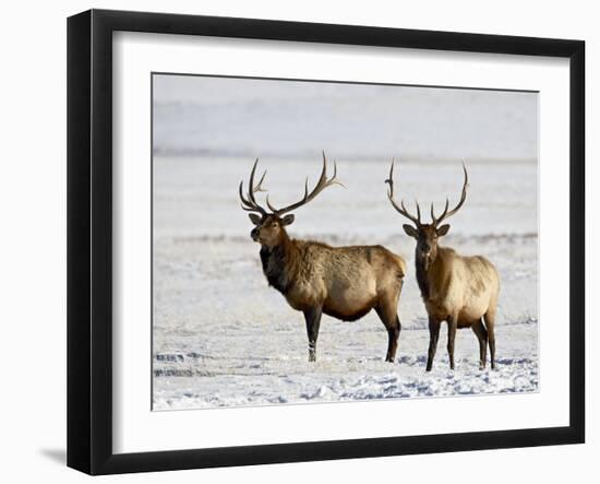 Two Bull Elk in the Snow, National Elk Refuge, Jackson, Wyoming, USA-James Hager-Framed Photographic Print