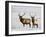 Two Bull Elk in the Snow, National Elk Refuge, Jackson, Wyoming, USA-James Hager-Framed Photographic Print