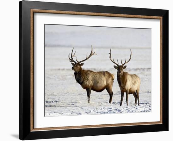 Two Bull Elk in the Snow, National Elk Refuge, Jackson, Wyoming, USA-James Hager-Framed Photographic Print