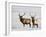 Two Bull Elk in the Snow, National Elk Refuge, Jackson, Wyoming, USA-James Hager-Framed Photographic Print