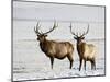 Two Bull Elk in the Snow, National Elk Refuge, Jackson, Wyoming, USA-James Hager-Mounted Photographic Print