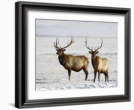 Two Bull Elk in the Snow, National Elk Refuge, Jackson, Wyoming, USA-James Hager-Framed Photographic Print