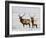 Two Bull Elk in the Snow, National Elk Refuge, Jackson, Wyoming, USA-James Hager-Framed Photographic Print