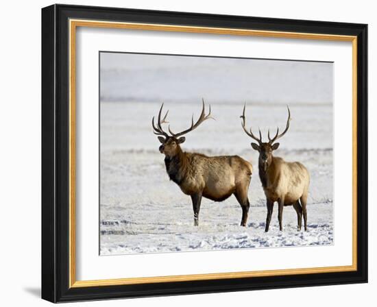 Two Bull Elk in the Snow, National Elk Refuge, Jackson, Wyoming, USA-James Hager-Framed Photographic Print