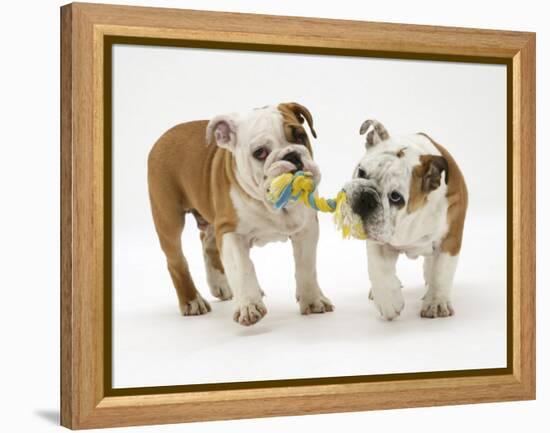 Two Bulldog Pups Carrying a Ragger-Jane Burton-Framed Premier Image Canvas