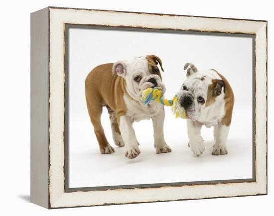 Two Bulldog Pups Carrying a Ragger-Jane Burton-Framed Premier Image Canvas