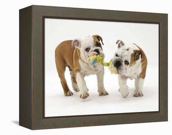 Two Bulldog Pups Carrying a Ragger-Jane Burton-Framed Premier Image Canvas