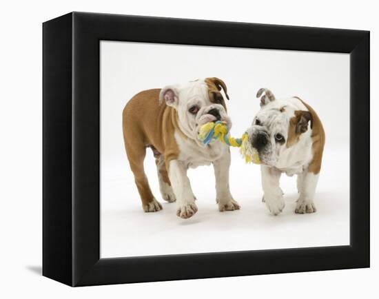 Two Bulldog Pups Carrying a Ragger-Jane Burton-Framed Premier Image Canvas