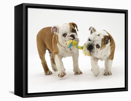 Two Bulldog Pups Carrying a Ragger-Jane Burton-Framed Premier Image Canvas