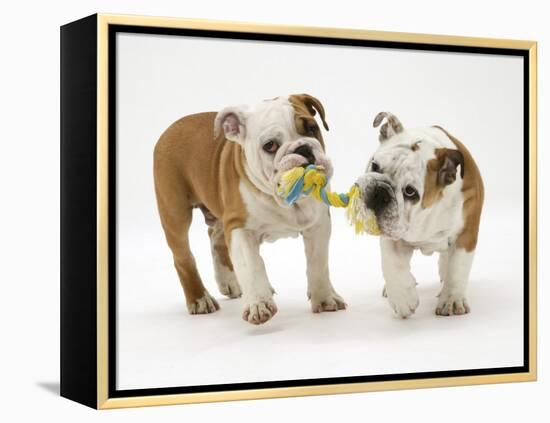 Two Bulldog Pups Carrying a Ragger-Jane Burton-Framed Premier Image Canvas