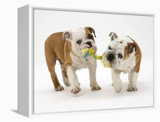 Two Bulldog Pups Carrying a Ragger-Jane Burton-Framed Premier Image Canvas