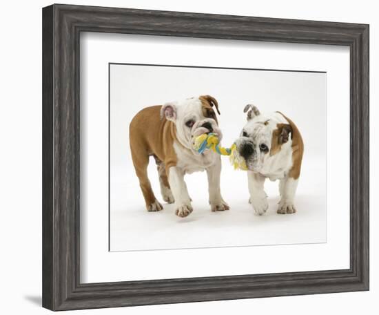 Two Bulldog Pups Carrying a Ragger-Jane Burton-Framed Premium Photographic Print