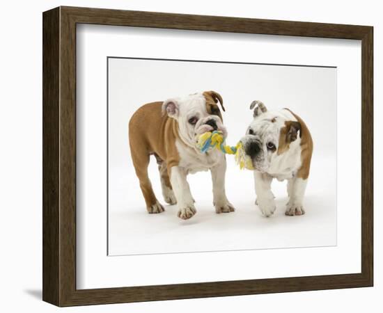 Two Bulldog Pups Carrying a Ragger-Jane Burton-Framed Premium Photographic Print