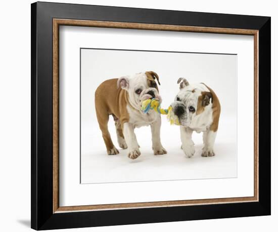 Two Bulldog Pups Carrying a Ragger-Jane Burton-Framed Premium Photographic Print