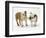 Two Bulldog Pups Carrying a Ragger-Jane Burton-Framed Premium Photographic Print