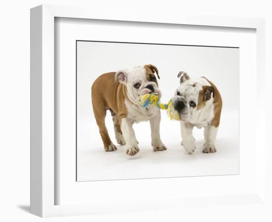 Two Bulldog Pups Carrying a Ragger-Jane Burton-Framed Premium Photographic Print