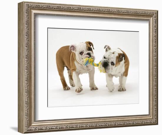 Two Bulldog Pups Carrying a Ragger-Jane Burton-Framed Photographic Print