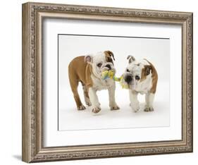 Two Bulldog Pups Carrying a Ragger-Jane Burton-Framed Photographic Print