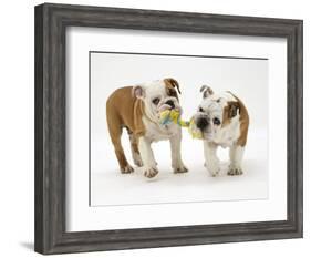 Two Bulldog Pups Carrying a Ragger-Jane Burton-Framed Photographic Print
