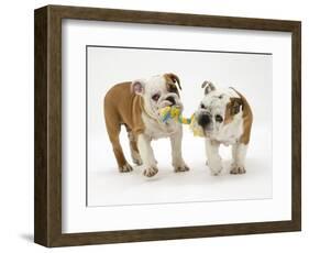 Two Bulldog Pups Carrying a Ragger-Jane Burton-Framed Photographic Print