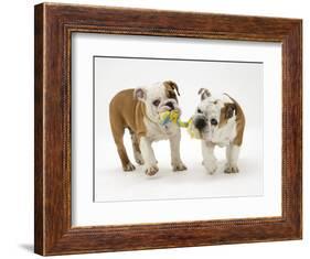 Two Bulldog Pups Carrying a Ragger-Jane Burton-Framed Photographic Print