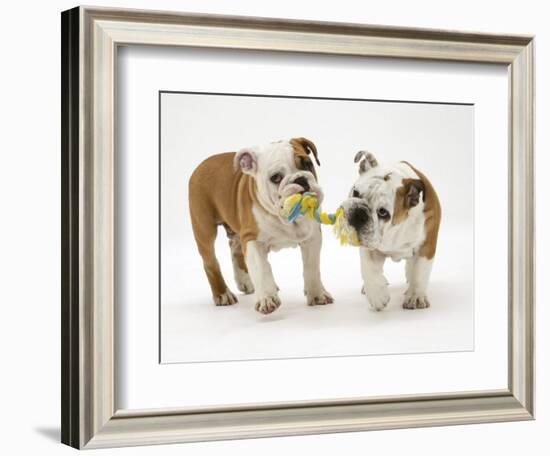 Two Bulldog Pups Carrying a Ragger-Jane Burton-Framed Photographic Print