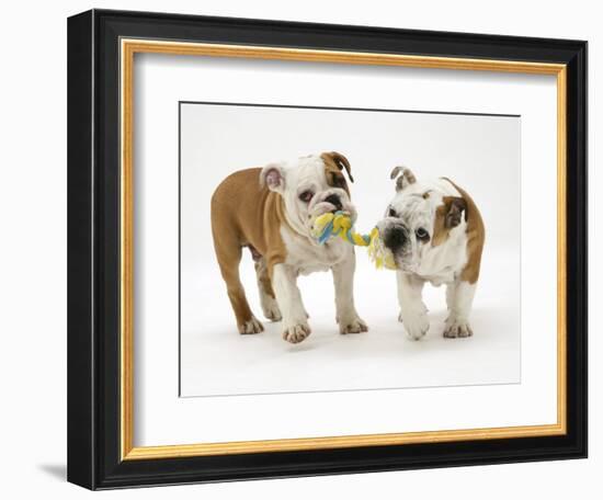 Two Bulldog Pups Carrying a Ragger-Jane Burton-Framed Photographic Print