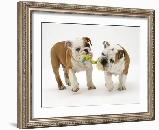 Two Bulldog Pups Carrying a Ragger-Jane Burton-Framed Photographic Print