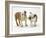 Two Bulldog Pups Carrying a Ragger-Jane Burton-Framed Photographic Print