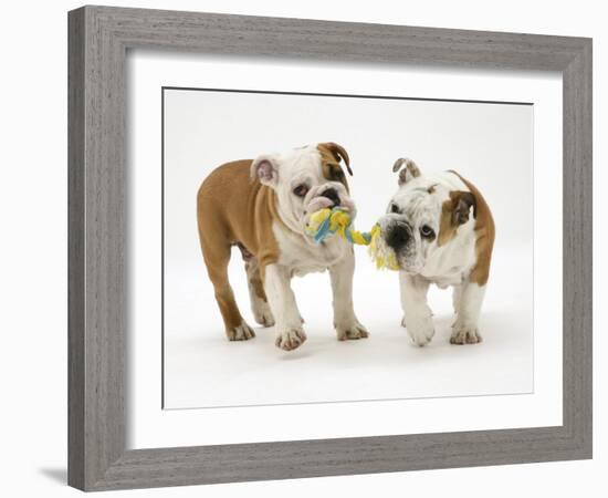 Two Bulldog Pups Carrying a Ragger-Jane Burton-Framed Photographic Print