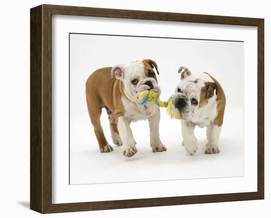 Two Bulldog Pups Carrying a Ragger-Jane Burton-Framed Photographic Print